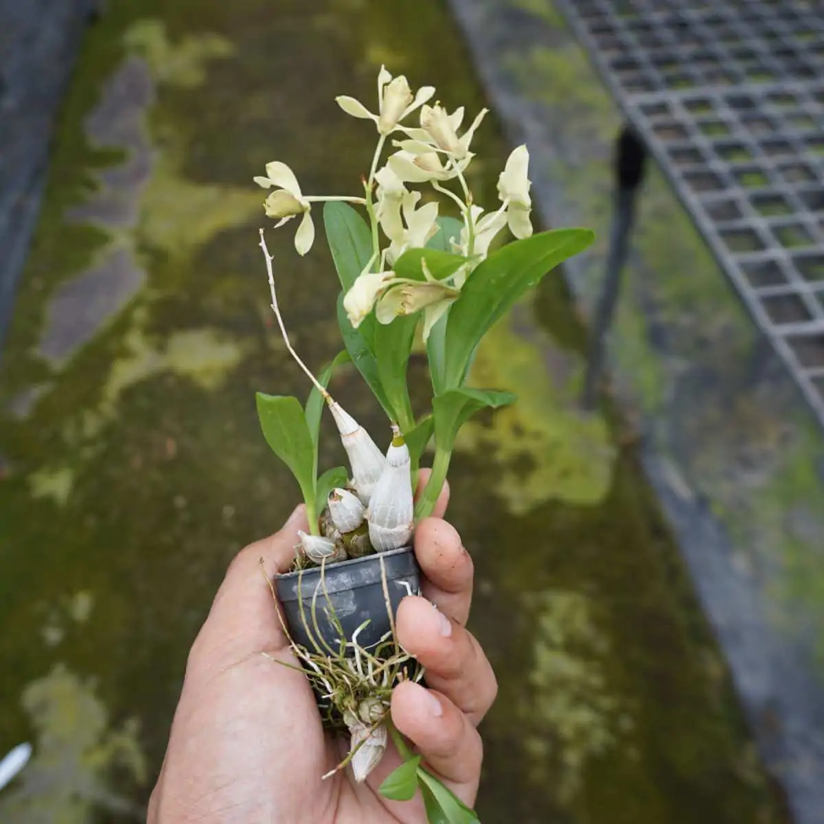 Dendrobium delacourii – Buy Online | Sib Orchid Dendrobium delacourii