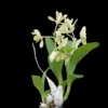 Dendrobium delacourii