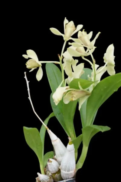 Platycerium Coronarium Thin Thin – Rare Orchid Species For