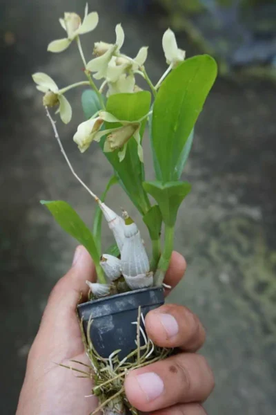Dendrobium delacourii