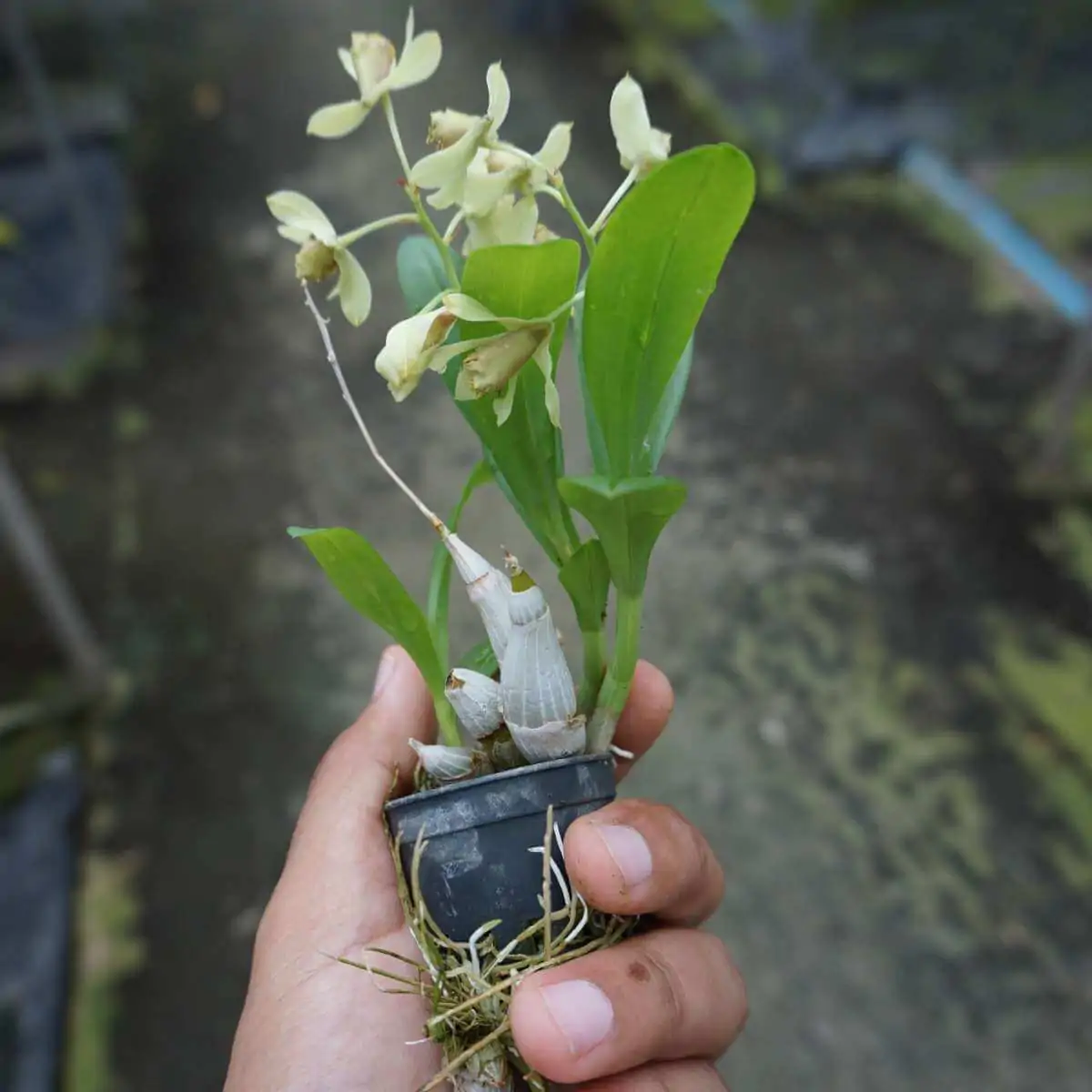 Dendrobium delacourii – Buy Online | Sib Orchid Dendrobium delacourii