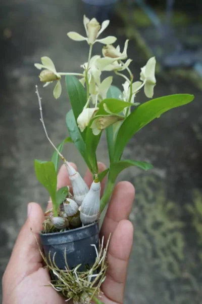 Dendrobium delacourii