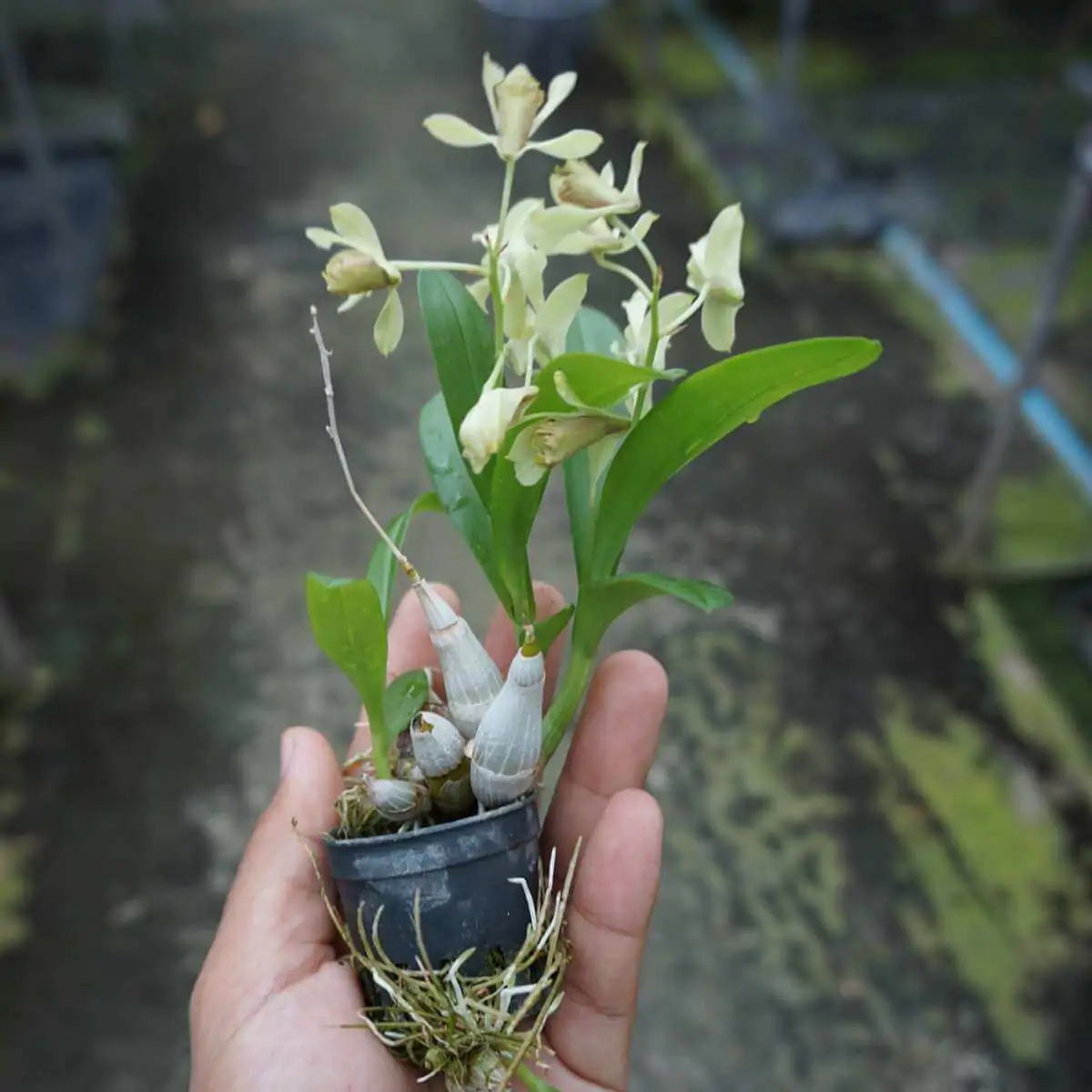 Dendrobium delacourii – Buy Online | Sib Orchid Dendrobium delacourii