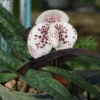 Paphiopedilum bellatulum (Email Order Only) – Buy Online | Sib Orchid Paphiopedilum bellatulum
