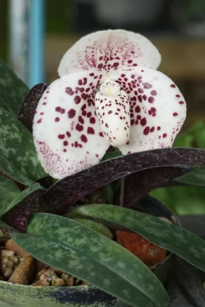 Paphiopedilum bellatulum