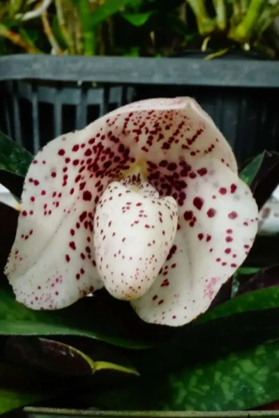 Paphiopedilum bellatulum