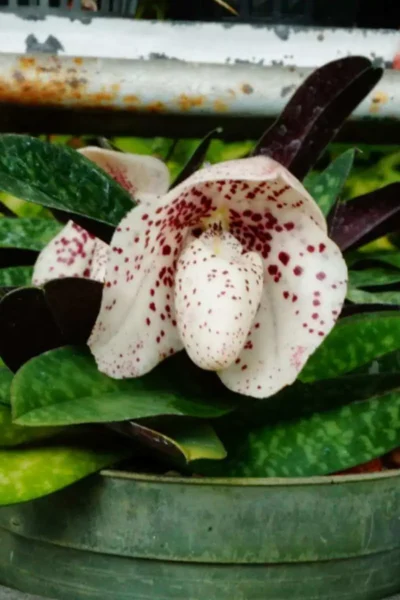 Paphiopedilum bellatulum
