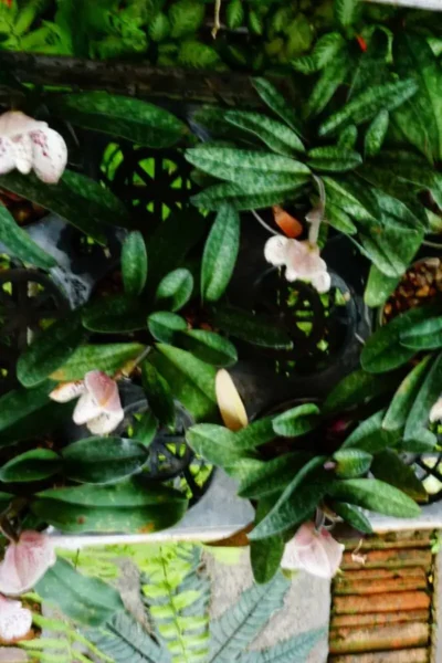 Paphiopedilum bellatulum