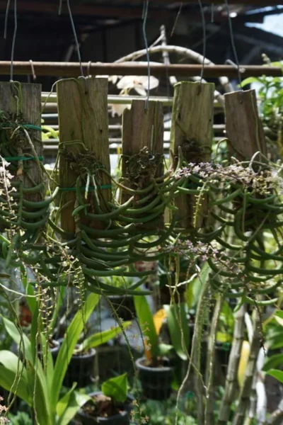 Cleisostoma arietinum