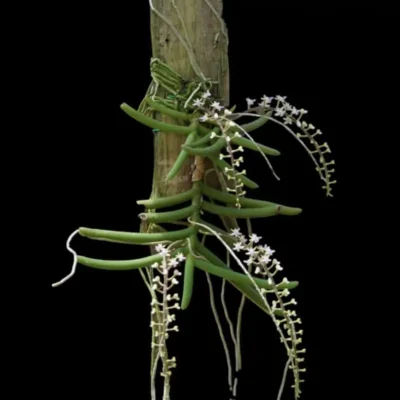 Cleisostoma arietinum (Well Size)