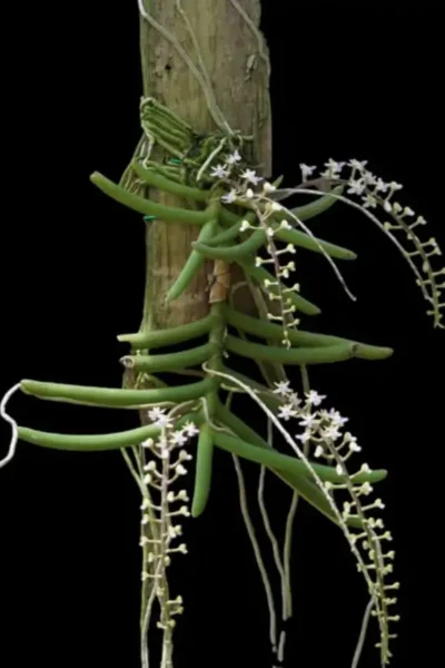 Cleisostoma arietinum