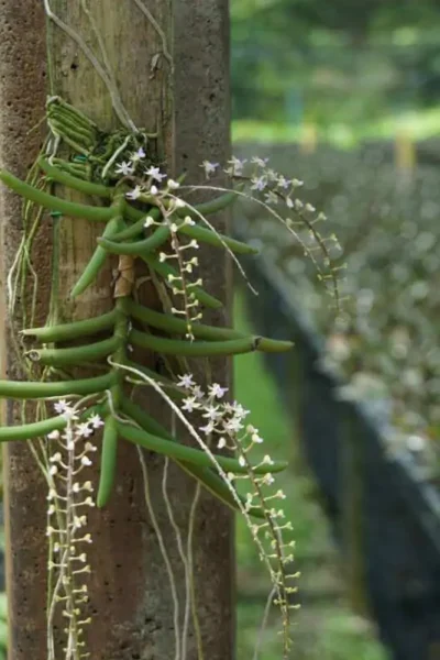 Cleisostoma arietinum