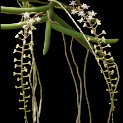 Cleisostoma arietinum (Small Size)