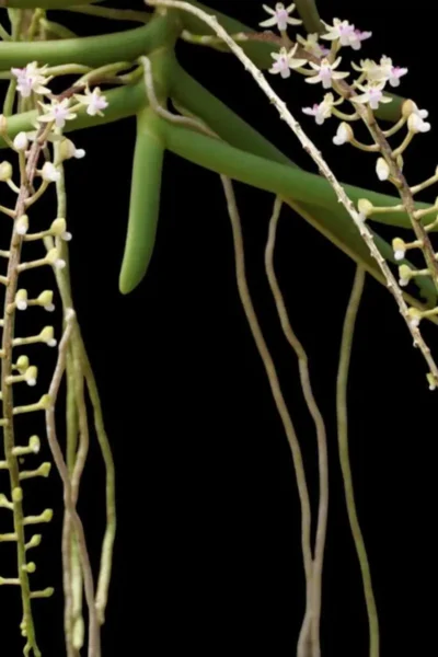 Cleisostoma arietinum