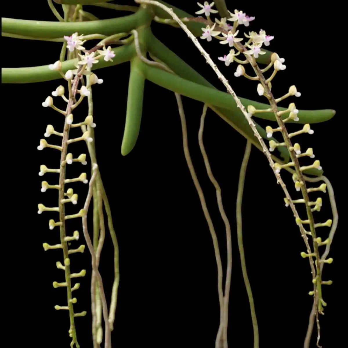 Cleisostoma arietinum (Small Size) – Buy Online | Sib Orchid Cleisostoma arietinum