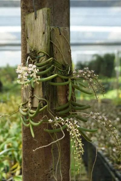 Cleisostoma arietinum