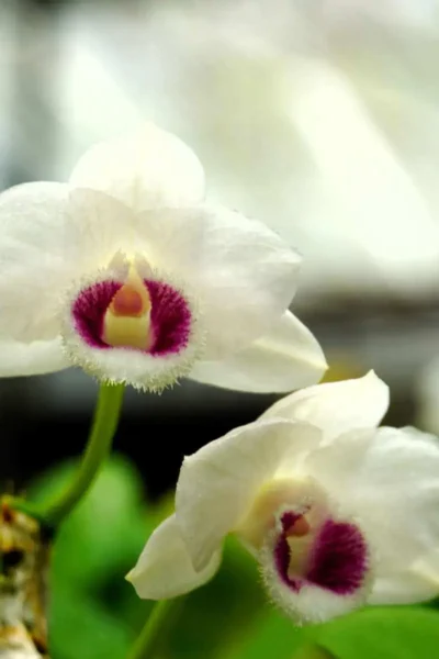 Dendrobium parishii var. semi-alba 4N