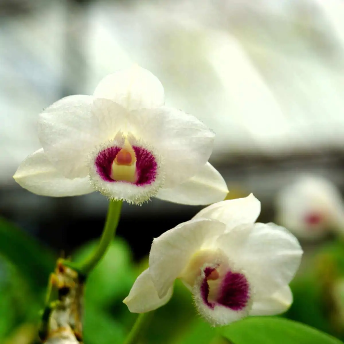 Dendrobium parishii semi alba – Buy Online | Sib Orchid Dendrobium parishii var. semi-alba 4N