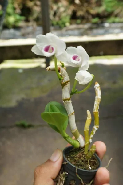 Dendrobium parishii var. semi-alba 4N