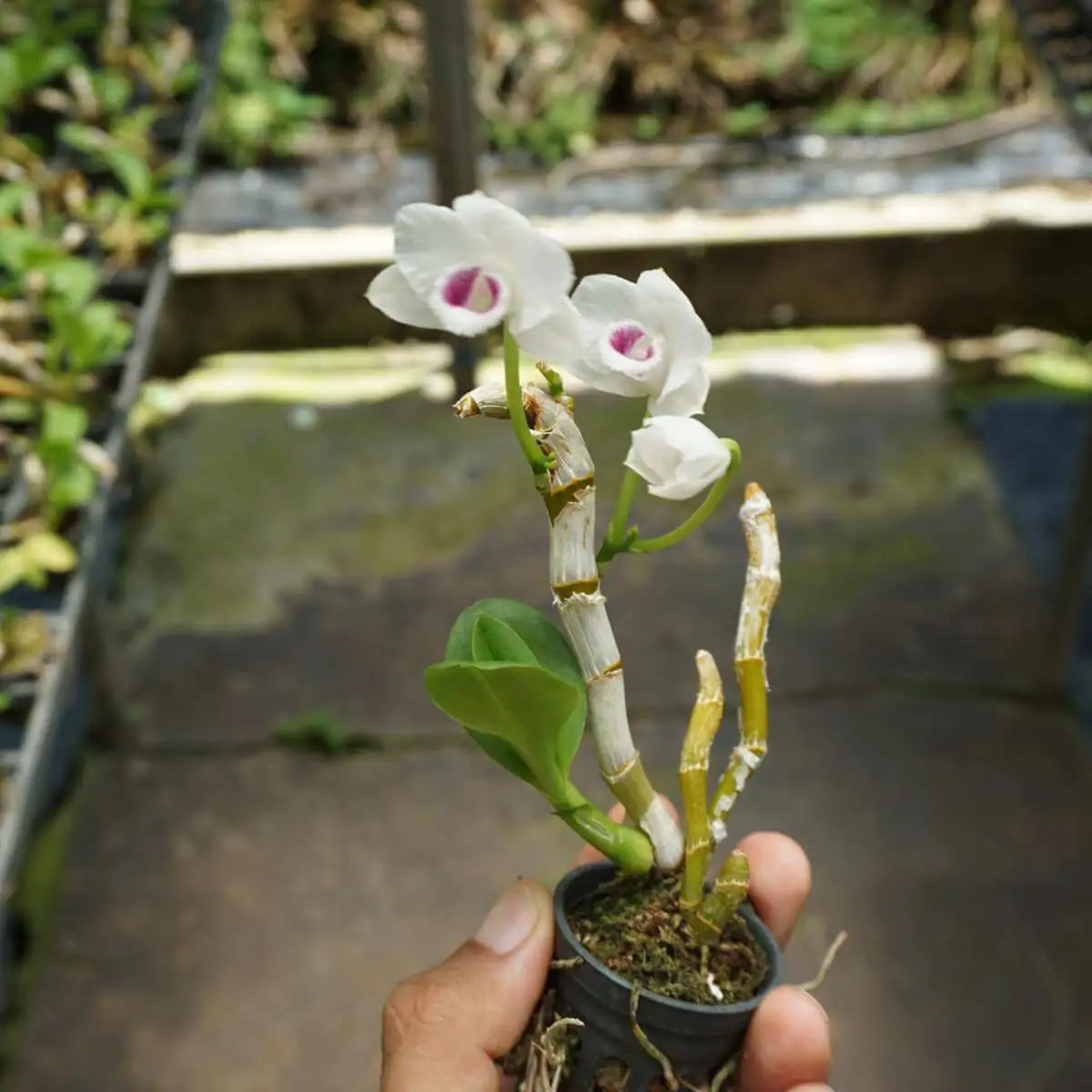 Dendrobium parishii semi alba – Buy Online | Sib Orchid Dendrobium parishii var. semi-alba 4N