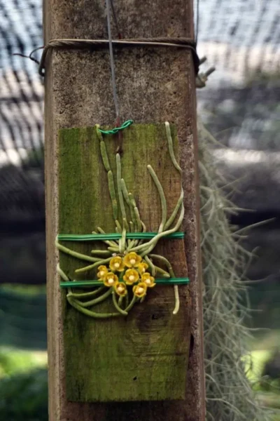 Chiloschista nakornpanomensis