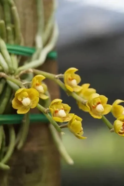 Chiloschista nakornpanomensis