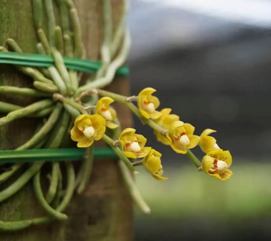 chiloschista parishii var sakura コルク原種 Orchid Species