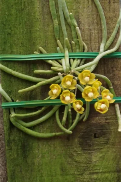 Chiloschista nakornpanomensis