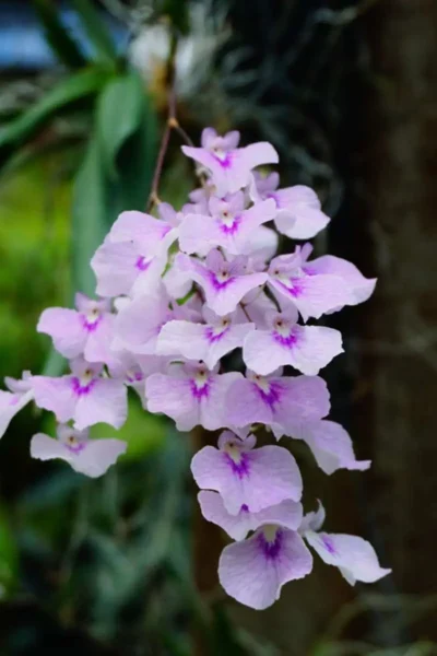 Ionopsis Utricularioides