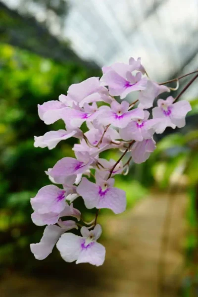 Ionopsis Utricularioides