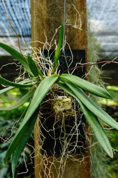 Ionopsis Utricularioides