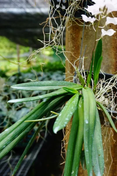 Ionopsis Utricularioides