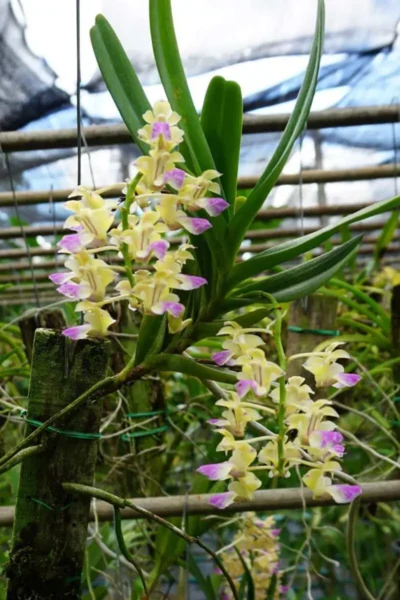 Aerides houlettiana