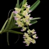 Aerides houlettiana