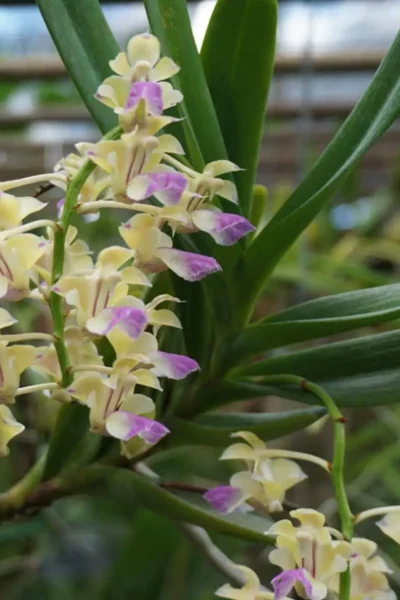 Aerides houlettiana