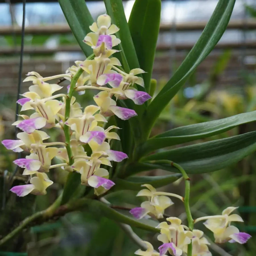 Aerides houlettiana