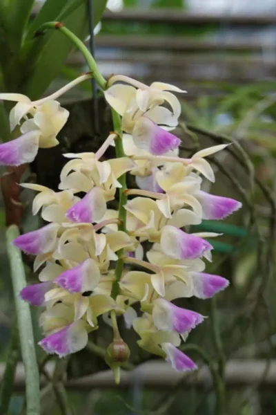 Aerides houlettiana