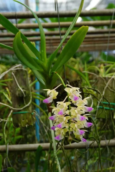 Aerides houlettiana