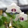 Dendrobium parishii var. semi-alba 4N