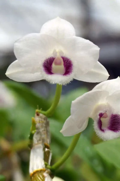 Dendrobium parishii var. semi-alba 4N