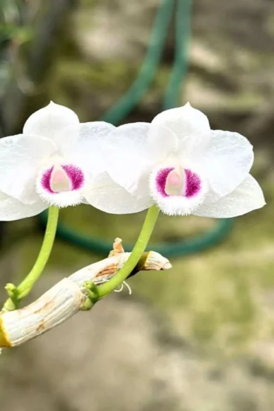 Dendrobium parishii var. semi-alba 4N