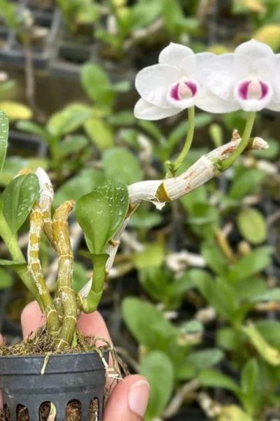 Dendrobium parishii var. semi-alba 4N