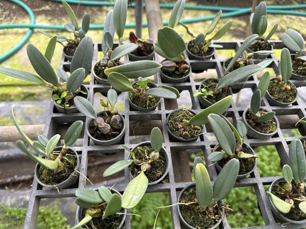 Bulbophyllum frostii.