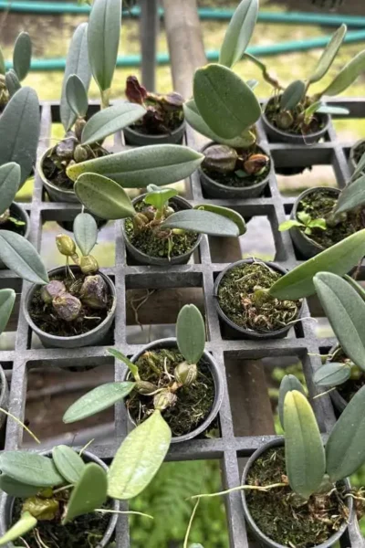 bulbophyllum-frostii-species-orchid