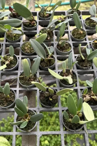 bulbophyllum-frostii-species-orchid