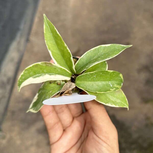 Hoya Kenejiana Albo Marginata