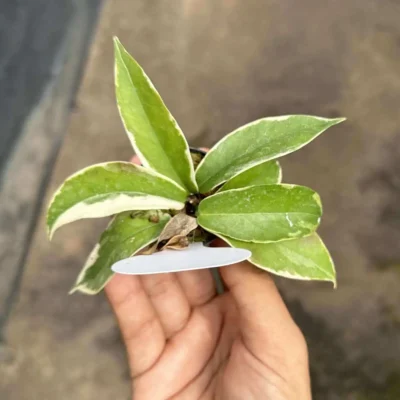 Hoya Kenejiana Albo Marginata