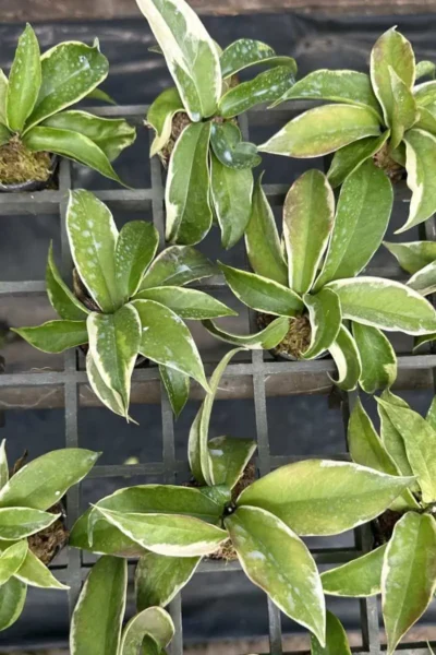 Hoya Kenejiana Albo Marginata