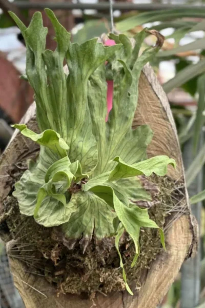 platycerium wandae dwarf