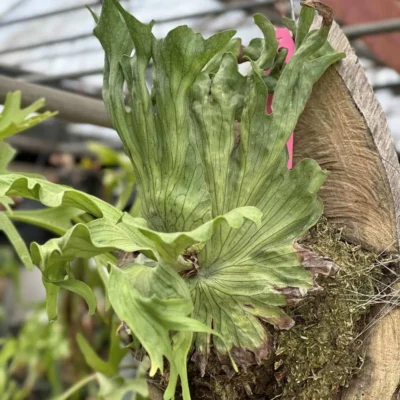 Platycerium wandae dwarf